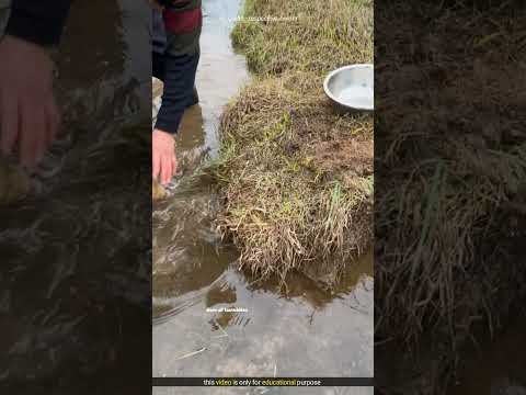 Smart fishing jugaad #shorts #youtubeshorts