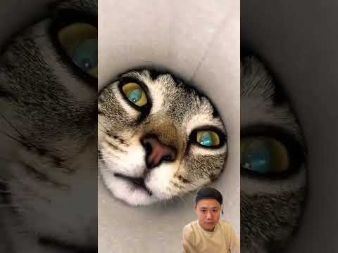 Kucing di dalam snack⁉️