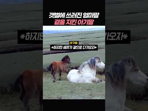 갯벌에 쓰러진 엄마 말의 곁을 지키는 <strong>새끼</strong> 말
