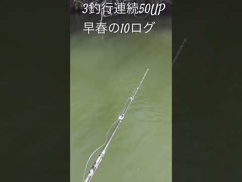 早春に3釣行連続で50UPを仕留めたジャークベイト