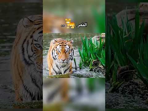 حيوانات ستنقرض قريباtiktok #tiktok #foryou #subscribe #reels #youtubeshorts