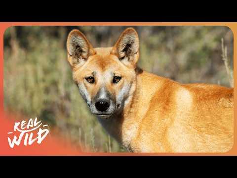 From Puppy to Apex Predator: How Dingos Survive in The Wild