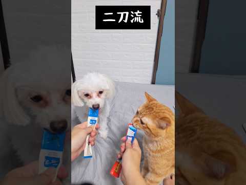 仲良く並んでチュールをいただく子達（笑）#犬 #猫