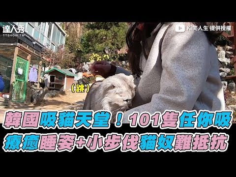 【韓國吸貓天堂！101隻任你吸 療癒睡姿+小步伐貓奴難抵抗】｜Ki笑人生