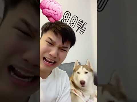 Butin thông minh nhưng giả ngơ?