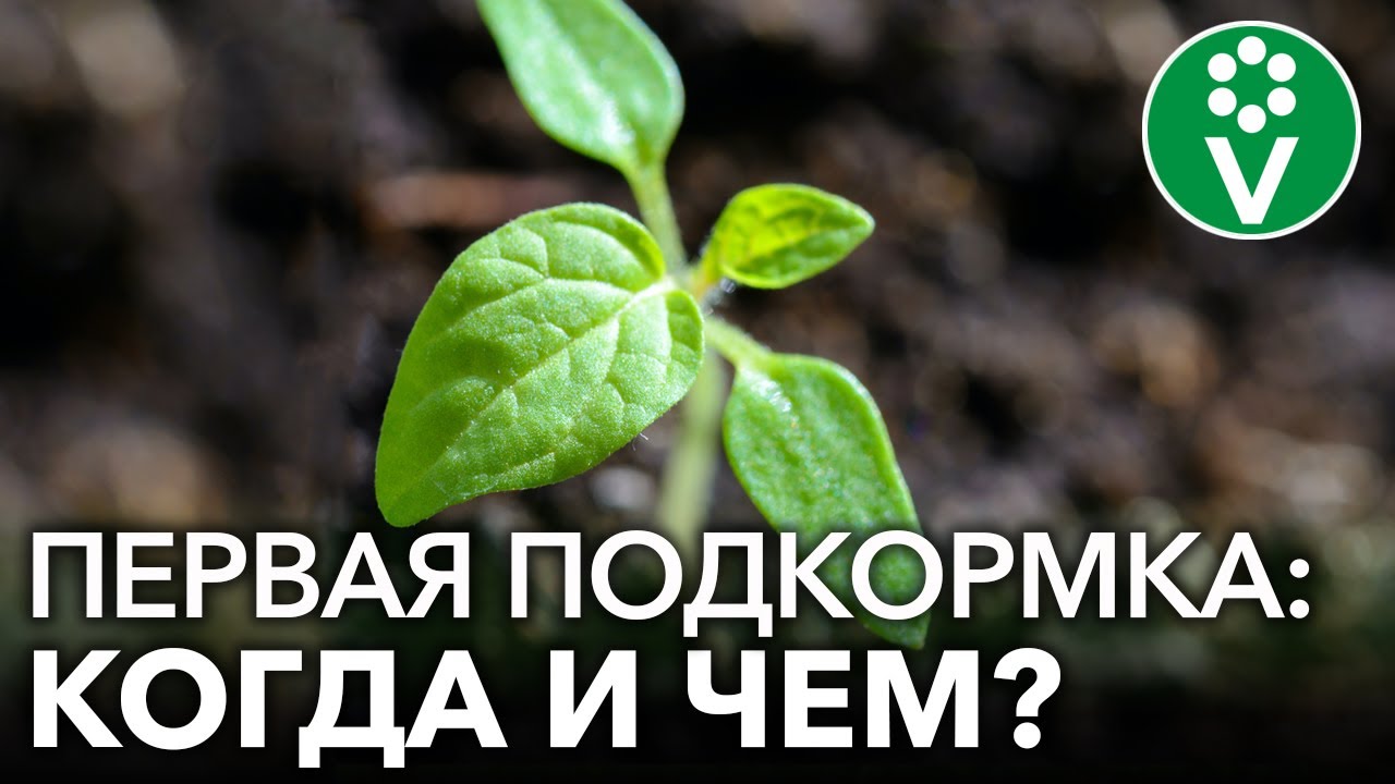 Не пропустите первую подкормку рассады томатов! Когда и чем подкормить рассаду томатов?