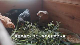 青い卵を産む鶏アローカナがうちに来てから卵を産むまで