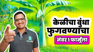 केळीचा बुंधा फुगवण्यासाठी काय करावे? | Kelicha Bundha Vadh Karneची पद्धत | Banana Stem Growth Tips