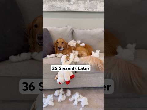 Teddy destroys ALL of his toys 😬