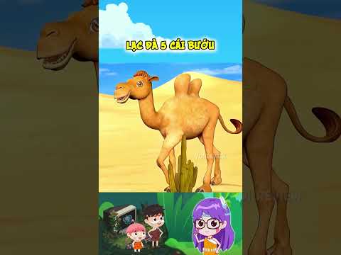Sự thật bất ngờ về con lạc đà có tận năm cái bướu #shorts #viral