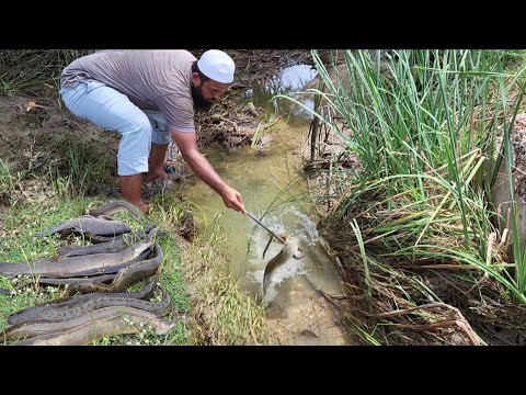 "NO BITE TO JACKPOT!"BARE HANDS BAAMFISH CATCH IN VILLAGE STREAM "BIG BAAMFISHES AND BLACK ROHUFISH