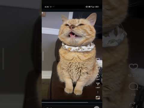 kucing bilang aku lapar #cats #kucing #lucu #makan #jakarta #viral #fyp #makeup #lipstick #cantik