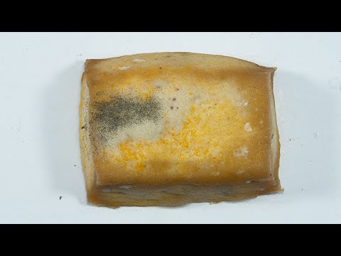 33 Days Tofu Timelapse