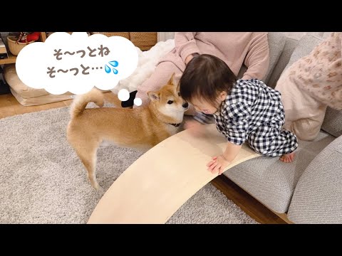 まるで保護者のようにすべり台覚えた1歳娘を心配してくる柴犬