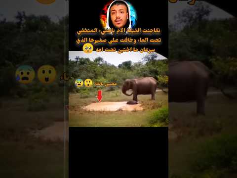 شاهد حب وخوف الام على صغيرها الفيل حديث الولادة 🥺 لا إله إلا الله سبحانه عدد خلقه ومداد كلماته ❤️‍🩹💌
