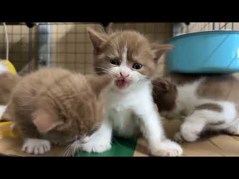 Meow Kittens Which Breed Is BEST For You