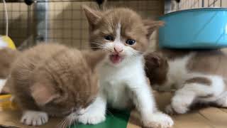Meow Kittens Which Breed Is BEST For You