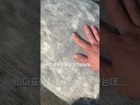 바다 댕댕이를 함부로 만지면 안 되는 이유 (동물들)