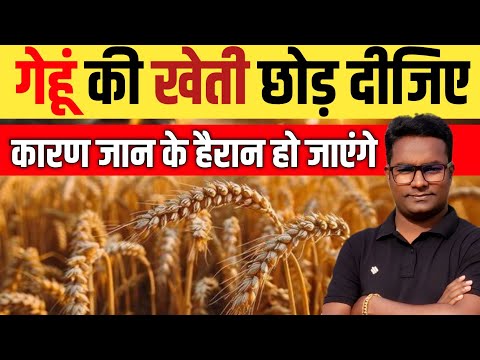 अब गेहूं की खेती करना छोड़ देंगे Say Goodbye to Wheat Embrace Horticulture: Double Your Profits