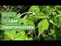 Identifying Leaf Structures and Types