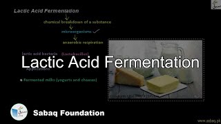 Lactic Acid Fermentation (by Bacteria)