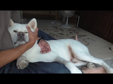 20250908【秋田犬ゆうき】今年の酷暑をギリ乗り越えた股間を後ろ抱っこされながらチェックして貰う【akita dog】