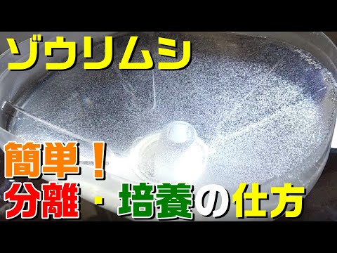 ゾウリムシを簡單に培養液から分離する【タマミジンコ本舖】