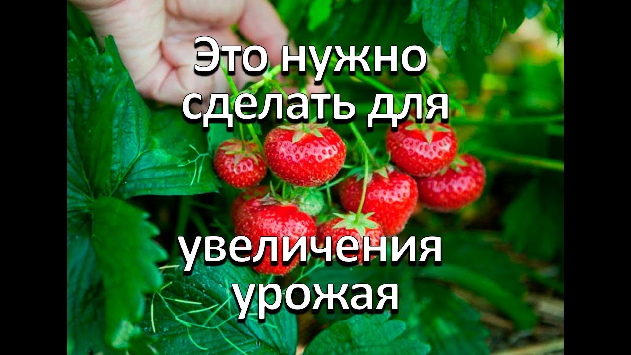Два неотложных дела в августе для клубники. Гарантированно увеличить урожай на следующий год