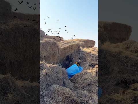 Farming Hunting For Bats 🦇 #humor #birds #shortsfeed2024