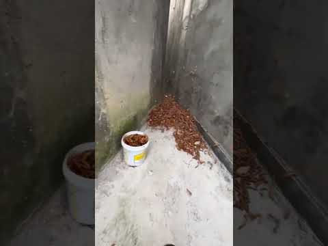 ¡Niño travieso limpia la calle de forma muy diver #shots