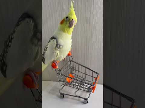 Mini Carrinho de Supermercado para Calopsitas