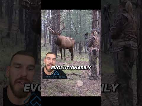 Talk about close #elk #hunting #nature #outdoors #wildlife #hunt #bowhunting #bowhunter #archery
