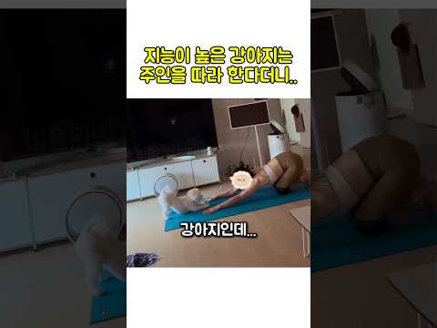 요가좀 배운 강아지