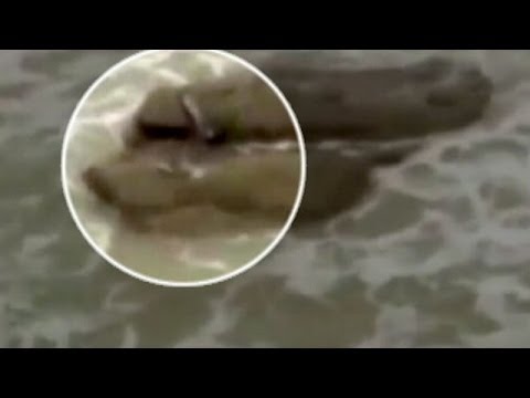Top 7 Real Mermaid Sightings From Around the World