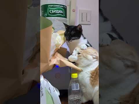 Two cat