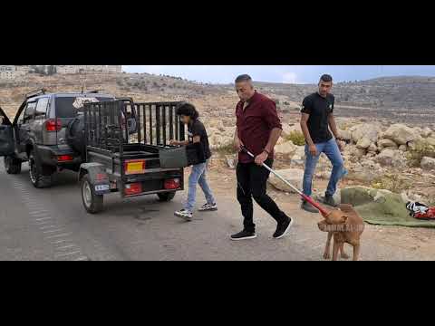 كلب بيتبول تم رميه من شخص مجهول بجانب الطريق وتسبب بخوف الناس والسبب هو مع جمال العمواسي
