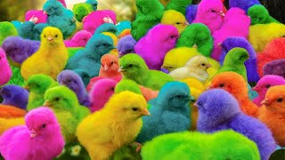 World Cute Chickens, Colorful Chickens, Rainbows Chickens, Cute Ducks, Cat, Rabbits,Cute Animals