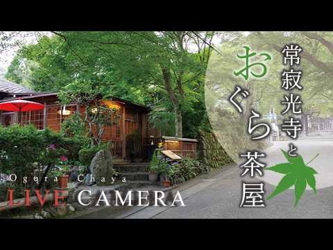 LIVE CAMERA Kyoto【京都おすすめ】常寂光寺山門 と おぐら茶屋