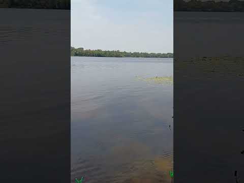 #риболовля #fishing #дніпро #nature #shorts