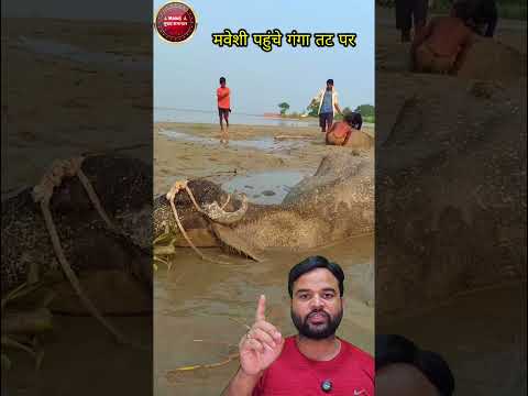 गंगा किनारे भूखी भैंस ..😥