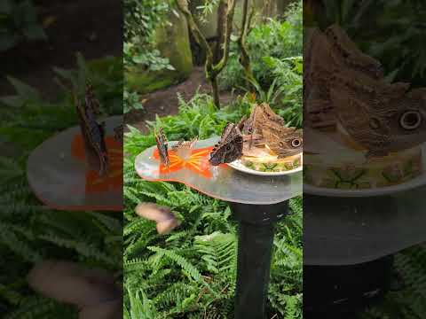 Discover the Beauty of Butterflies 🦋 | The Most Beautiful and Colorful Butterflies in the World