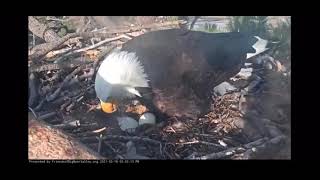 Failed nesting season for Jackie and shadow