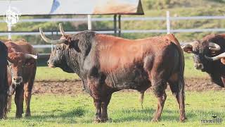 MIMOSO, DE TORREALBA. VIII TORO DEL MILAGRO. ILLESCAS 2025