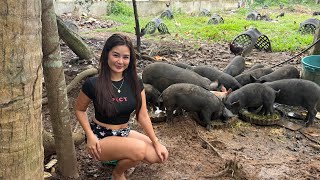 Halos naubos ang Native Pigs ko dahil sa ASF 🥲 || BOHOL