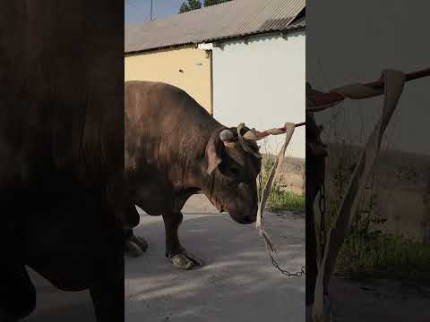 Qurbonlikka Tonnalik Buqa Sotiladi +998 94 380 23 24