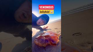 Massive VENOMOUS Jellyfish Washed Up! ⚠️ #animals #jellyfish #shorts