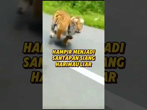 DIKEJAR HARIMAU LIAR #harimau #liar