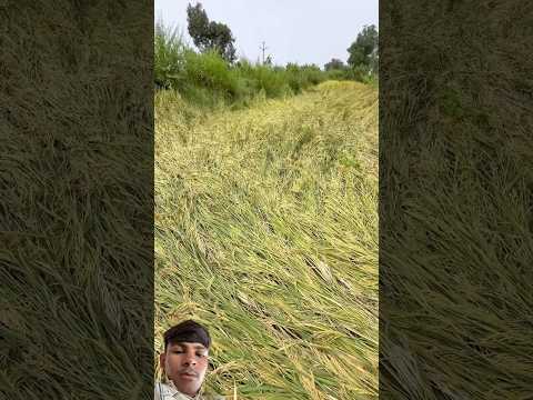 #vairalvideo #comedy #video #youtubeshorts