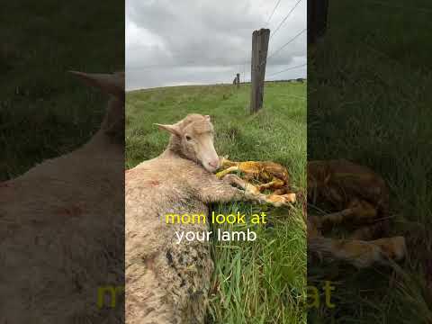 MUMMA NEEDS HELP! Assisting with a Lamb Birth! #sheepfarming #farmvlog #sheep