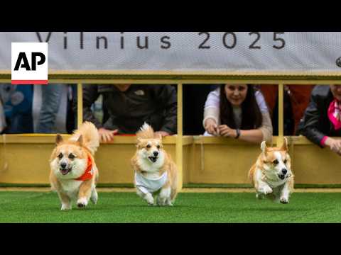 YouTube video thumbnail: More Than 100 Teams Compete in Lithuania's International Corgi Race